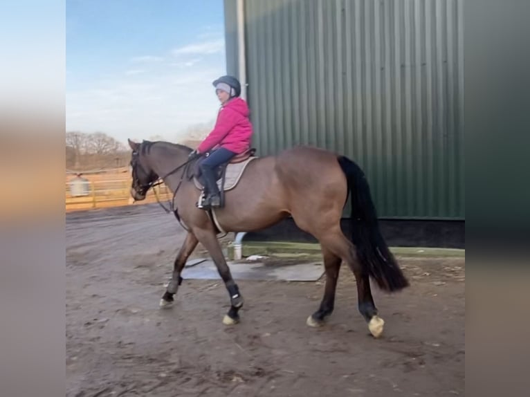 German Sport Horse Mare 5 years 15,2 hh Brown in Kellinghusen