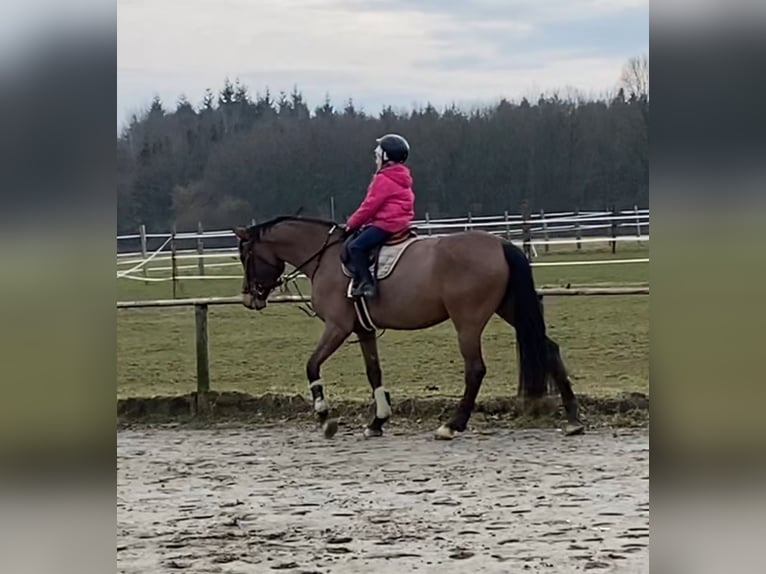 German Sport Horse Mare 5 years 15,2 hh Brown in Kellinghusen