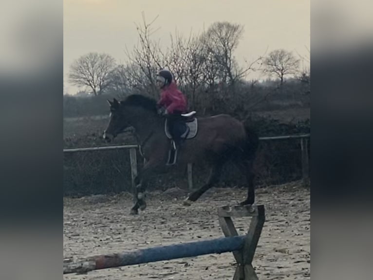 German Sport Horse Mare 5 years 15,2 hh Brown in Kellinghusen