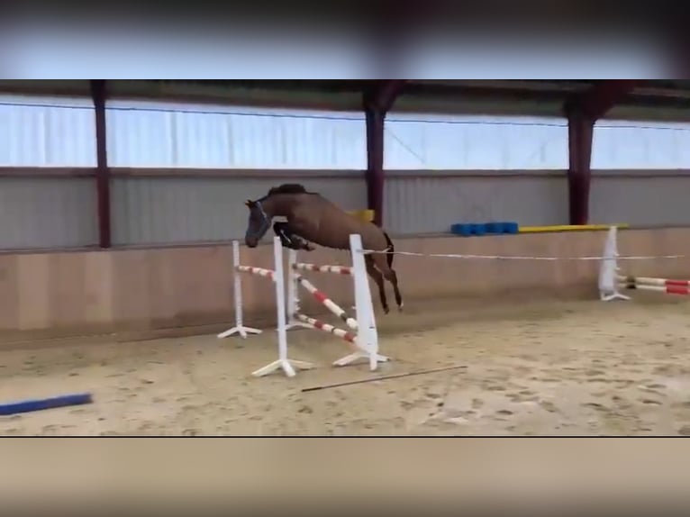 German Sport Horse Mare 5 years 15,2 hh Brown in Kellinghusen