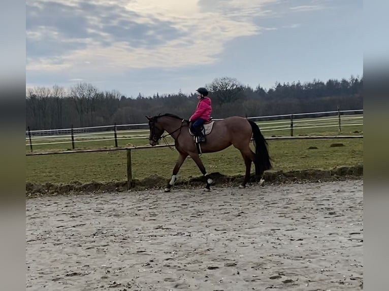 German Sport Horse Mare 5 years 15,2 hh Brown in Kellinghusen