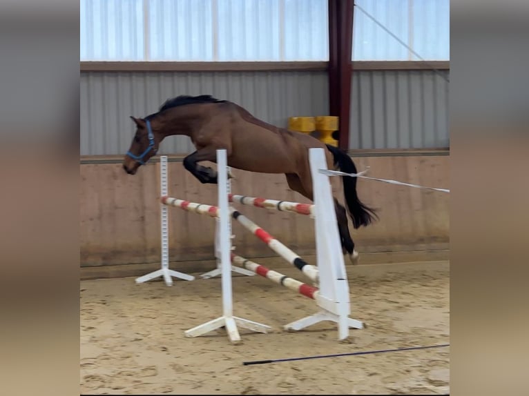 German Sport Horse Mare 5 years 15,2 hh Brown in Kellinghusen