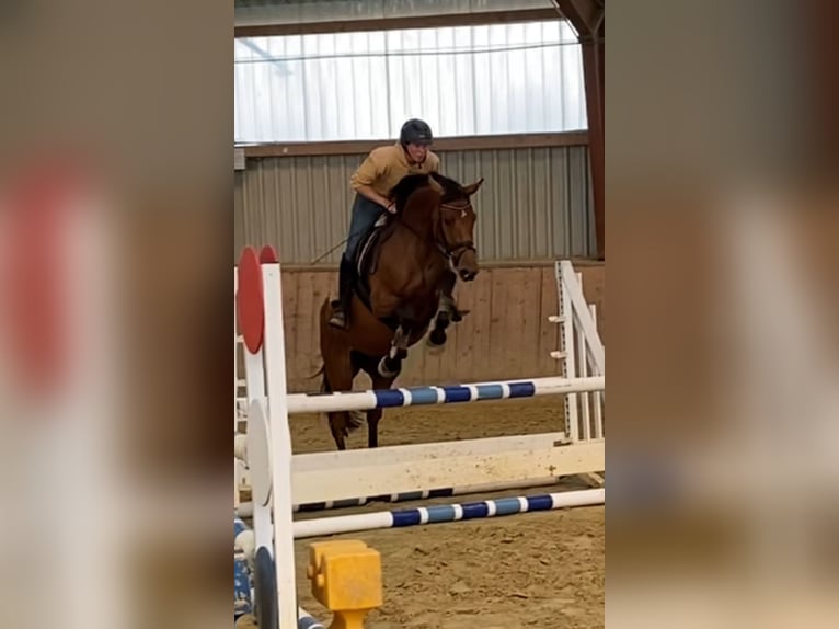 German Sport Horse Mare 5 years 15,2 hh Brown in Kellinghusen