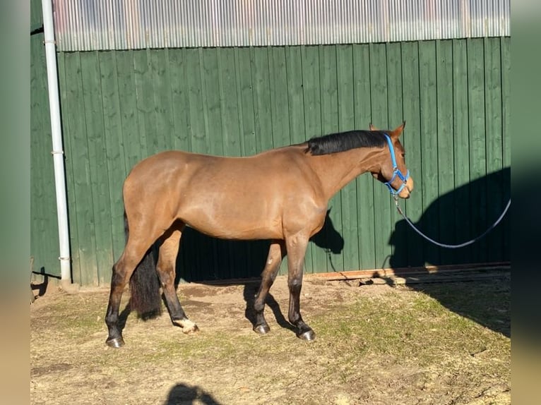 German Sport Horse Mare 5 years 15,2 hh Brown in Kellinghusen