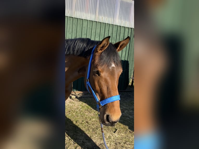 German Sport Horse Mare 5 years 15,2 hh Brown in Kellinghusen