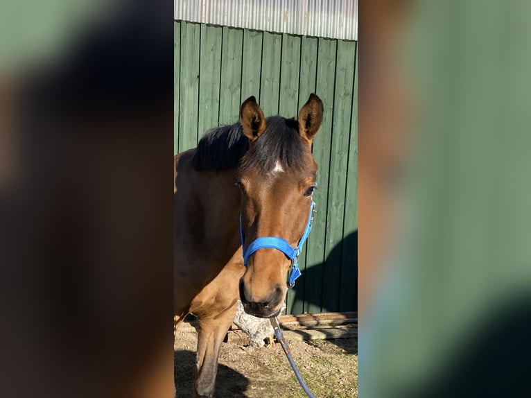German Sport Horse Mare 5 years 15,2 hh Brown in Kellinghusen