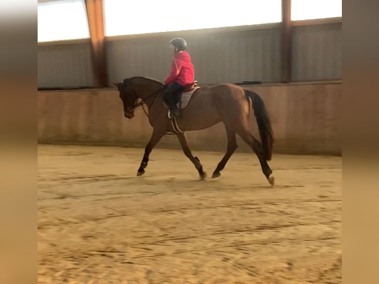 German Sport Horse Mare 5 years 15,2 hh Brown in Kellinghusen