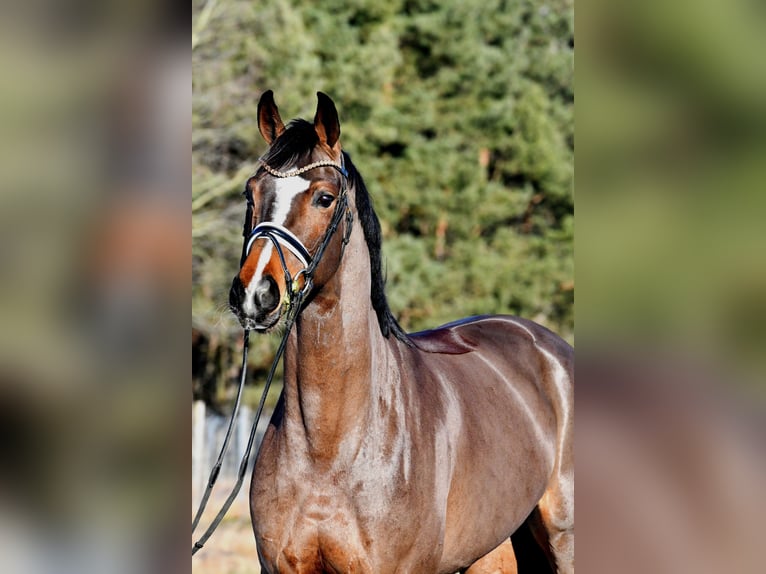 German Sport Horse Mare 5 years 15,3 hh Brown in Kamern