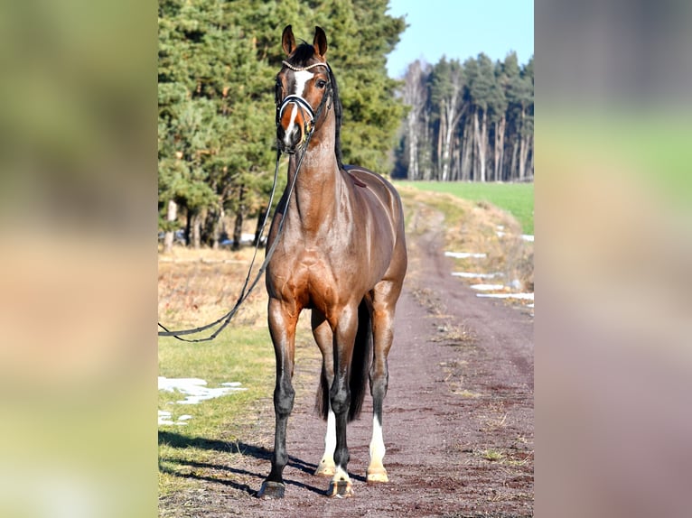 German Sport Horse Mare 5 years 15,3 hh Brown in Kamern