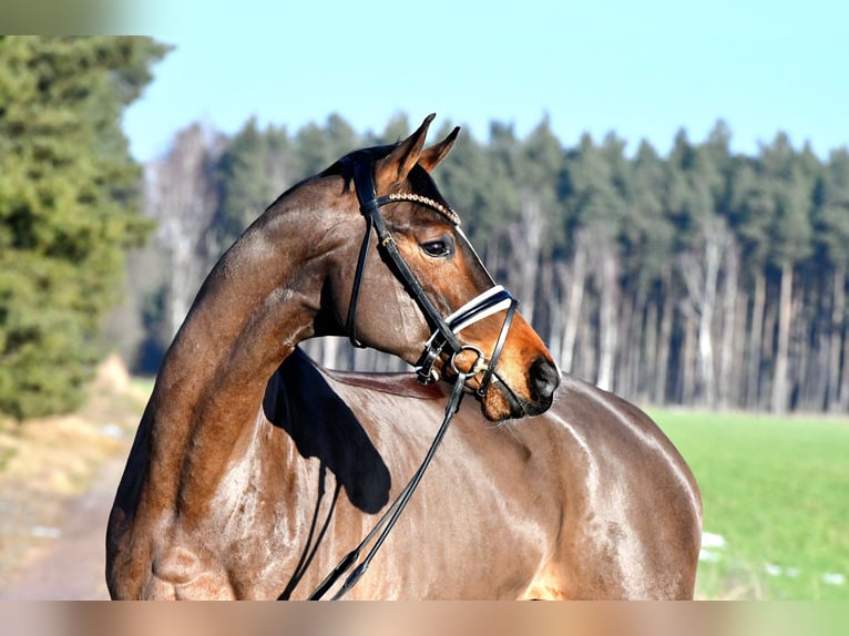 German Sport Horse Mare 5 years 15,3 hh Brown in Kamern