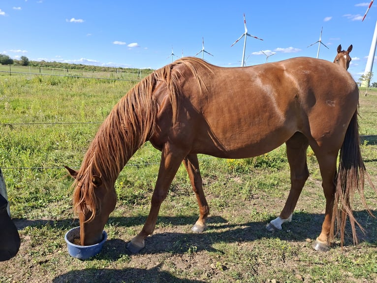 German Sport Horse Mare 5 years 15,3 hh Chestnut-Red in L&#xF6;wenberger Land