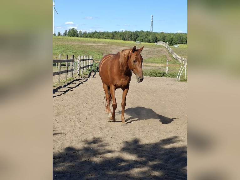 German Sport Horse Mare 5 years 15,3 hh Chestnut-Red in L&#xF6;wenberger Land