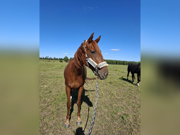 German Sport Horse Mare 5 years 15,3 hh Chestnut-Red in L&#xF6;wenberger Land