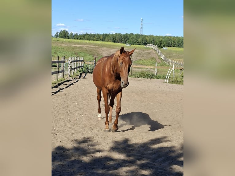 German Sport Horse Mare 5 years 15,3 hh Chestnut-Red in L&#xF6;wenberger Land
