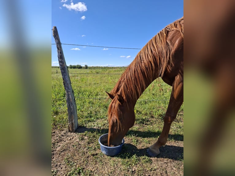 German Sport Horse Mare 5 years 15,3 hh Chestnut-Red in L&#xF6;wenberger Land