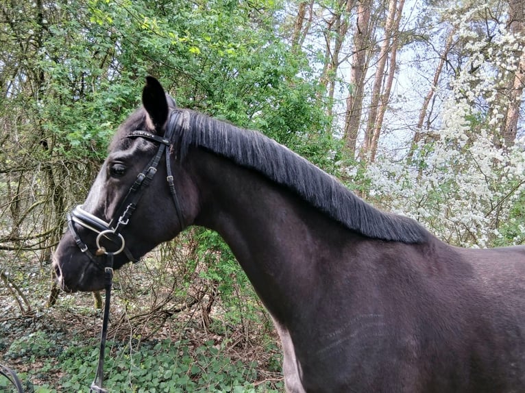 German Sport Horse Mare 5 years 16.1 hh Bay-Dark in Kirchdorf