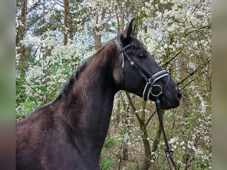 German Sport Horse Mare 5 years 16.1 hh Bay-Dark in Kirchdorf