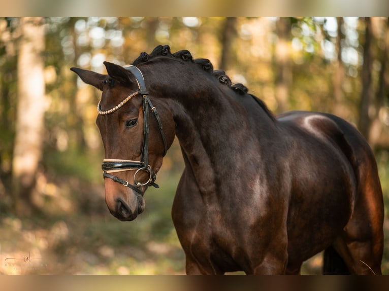 German Sport Horse Mare 5 years 16,1 hh Bay-Dark in Wehringen