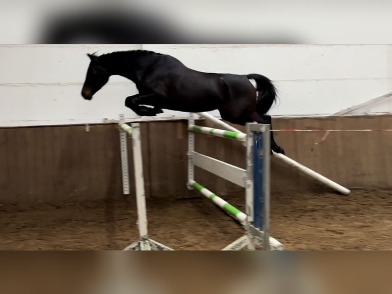 German Sport Horse Mare 5 years 16,1 hh Bay-Dark in Pausin