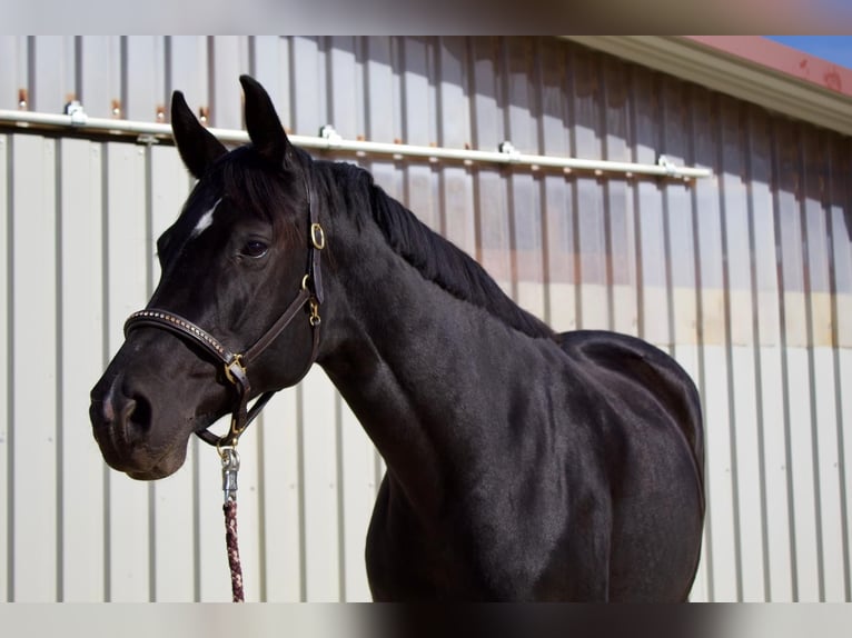 German Sport Horse Mare 5 years 16.1 hh Black in Euskirchen