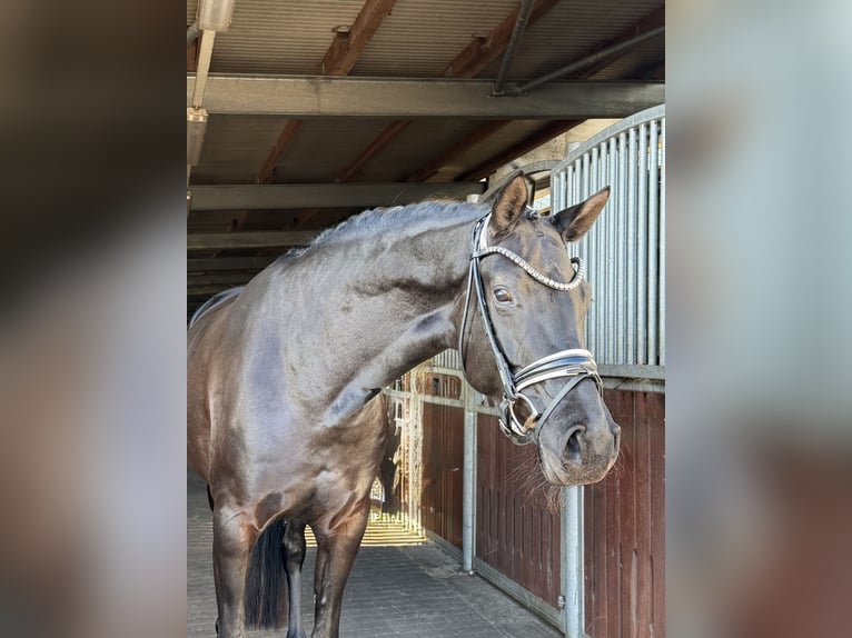 German Sport Horse Mare 5 years 16.1 hh Black in Schönwalde