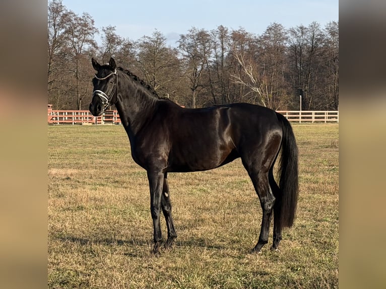 German Sport Horse Mare 5 years 16.1 hh Black in Schönwalde