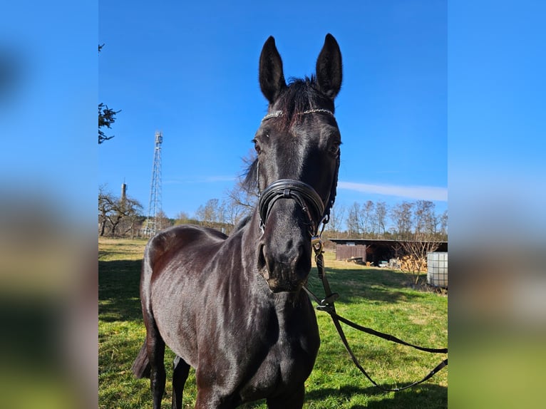 German Sport Horse Mare 5 years 16.1 hh Black in Zeulenroda Triebes