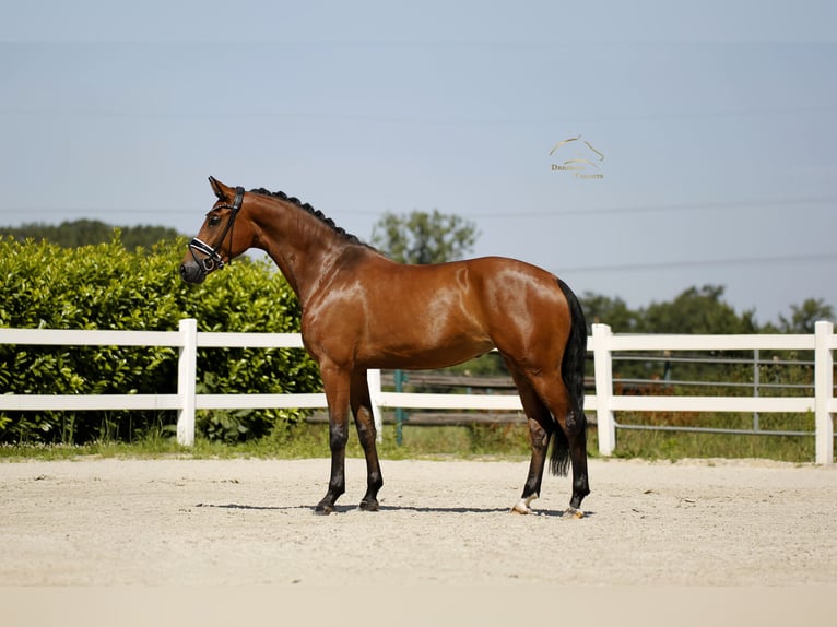 German Sport Horse Mare 5 years 16.1 hh Brown in Vechta