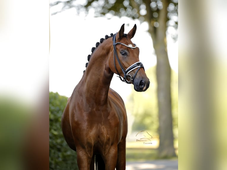 German Sport Horse Mare 5 years 16.1 hh Brown in Vechta