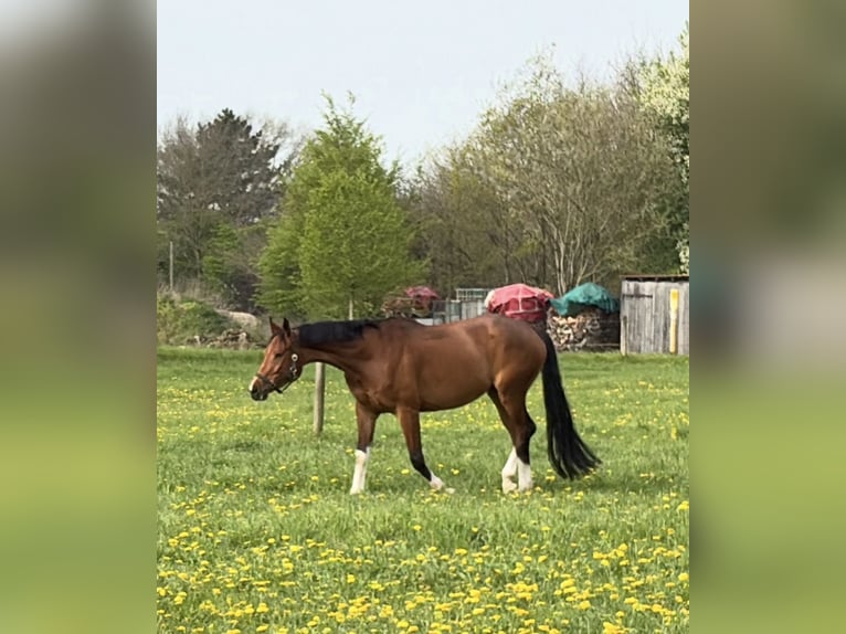German Sport Horse Mare 5 years 16.1 hh Brown in Borken
