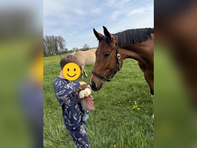 German Sport Horse Mare 5 years 16.1 hh Brown in Borken
