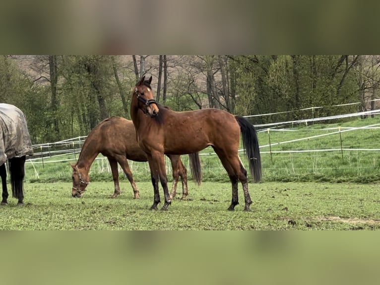 German Sport Horse Mare 5 years 16.1 hh Brown in Erharting