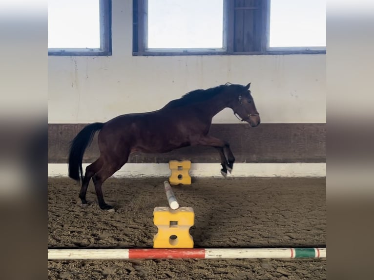 German Sport Horse Mare 5 years 16.1 hh Brown in Erharting