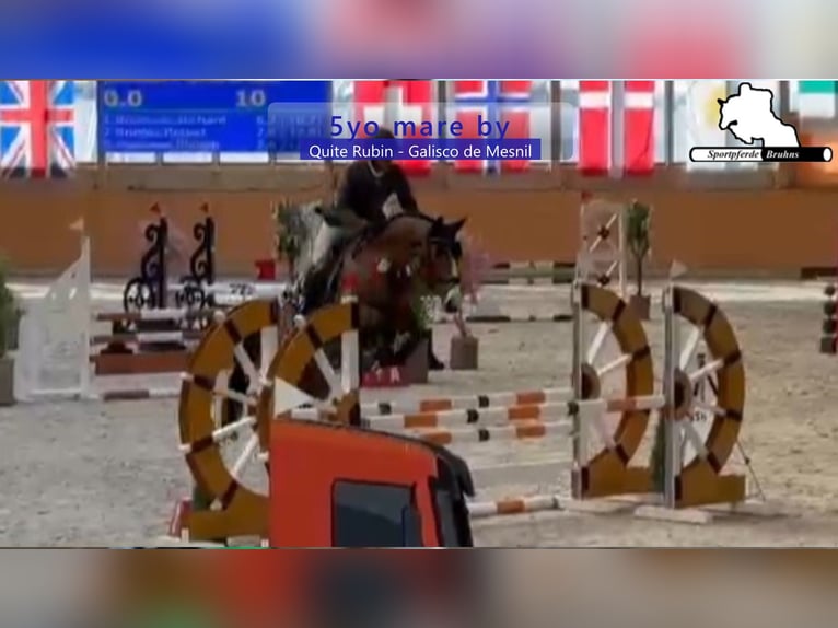 German Sport Horse Mare 5 years 16.1 hh Brown in Gadow