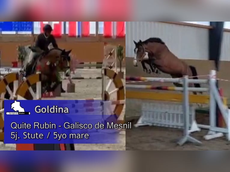 German Sport Horse Mare 5 years 16.1 hh Brown in Gadow