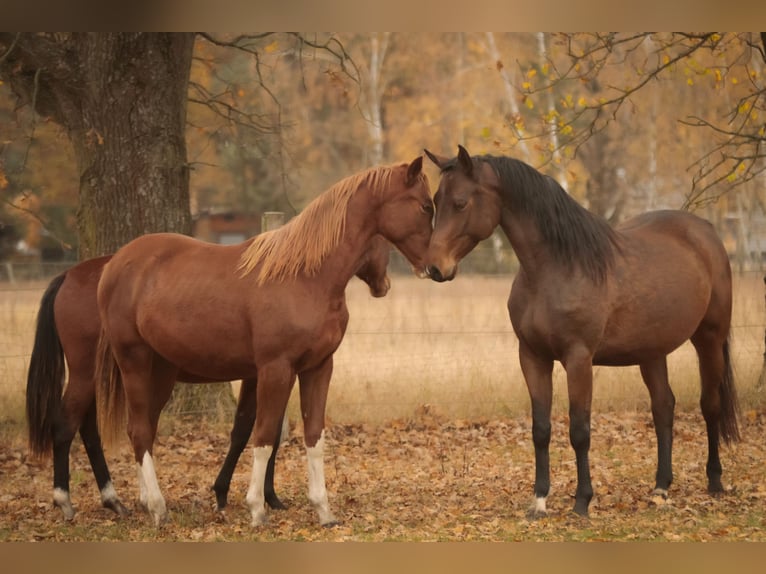 German Sport Horse Mare 5 years 16,1 hh Brown in Wandlitz