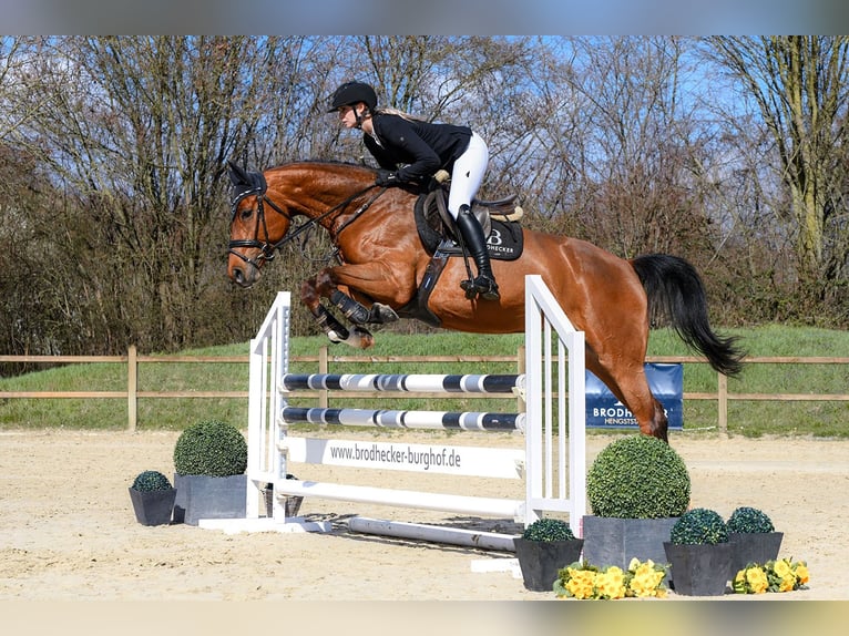 German Sport Horse Mare 5 years 16.1 hh Brown in Riedstadt