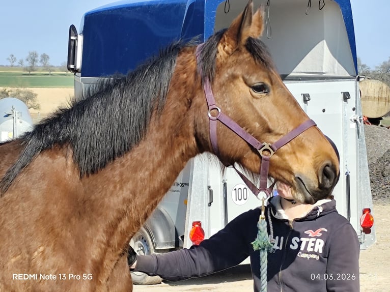 German Sport Horse Mare 5 years 16.1 hh Brown in Buchen (Odenwald)
