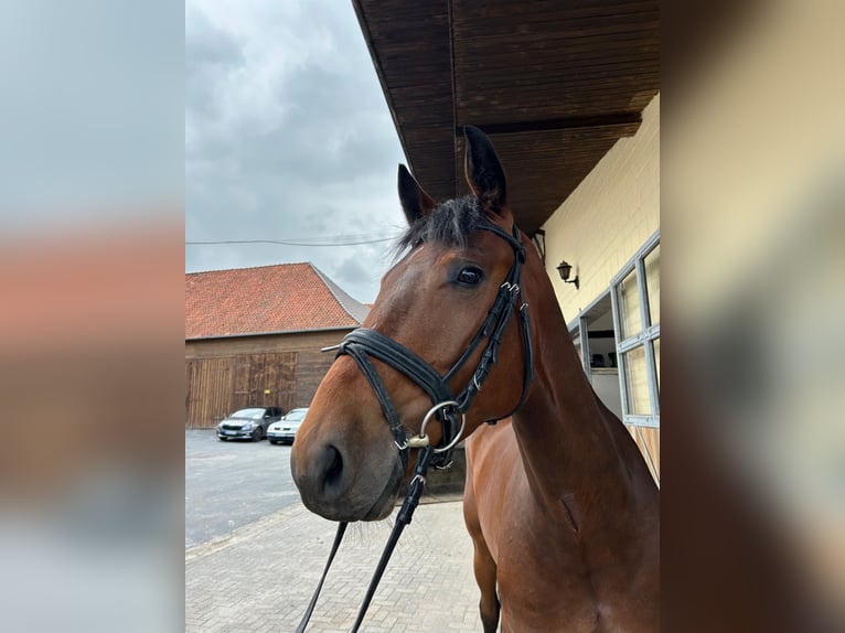 German Sport Horse Mare 5 years 16.1 hh Brown in Einbeck