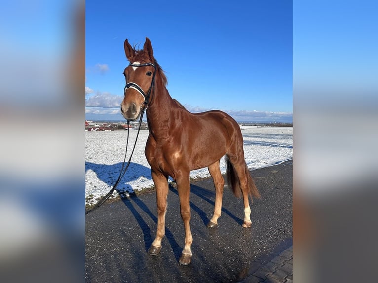 German Sport Horse Mare 5 years 16,1 hh Chestnut-Red in Ditzingen