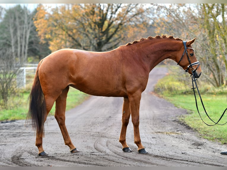 German Sport Horse Mare 5 years 16,1 hh Chestnut-Red in Kamern