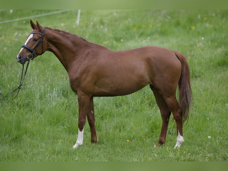 German Sport Horse Mare 5 years 16.1 hh Chestnut-Red in Egenhausen
