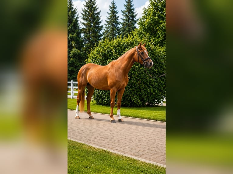German Sport Horse Mare 5 years 16.1 hh Chestnut-Red in Ludwigsfelde