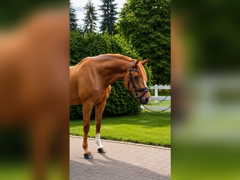 German Sport Horse Mare 5 years 16.1 hh Chestnut-Red in Ludwigsfelde