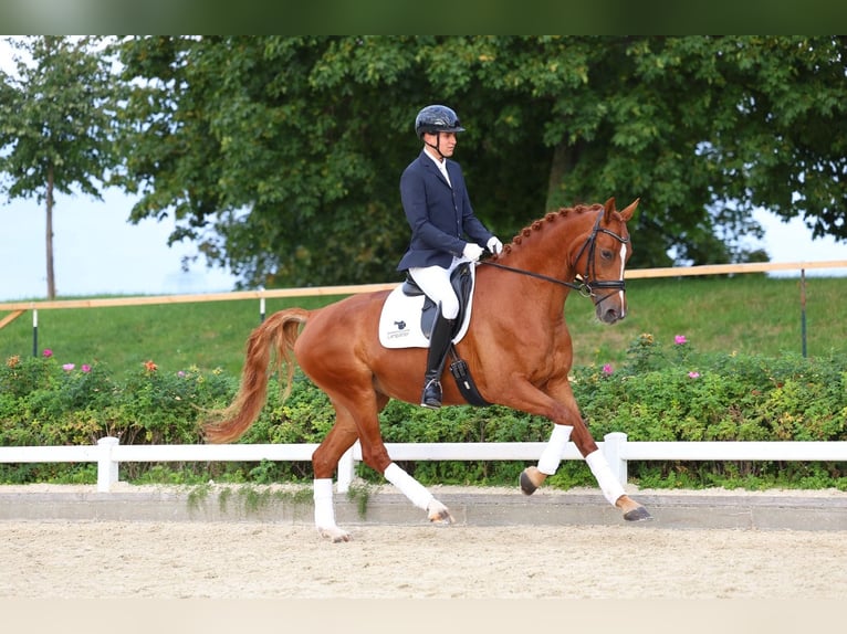 German Sport Horse Mare 5 years 16.1 hh Chestnut-Red in Priestewitz