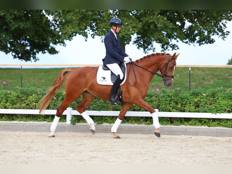 German Sport Horse Mare 5 years 16.1 hh Chestnut-Red in Priestewitz