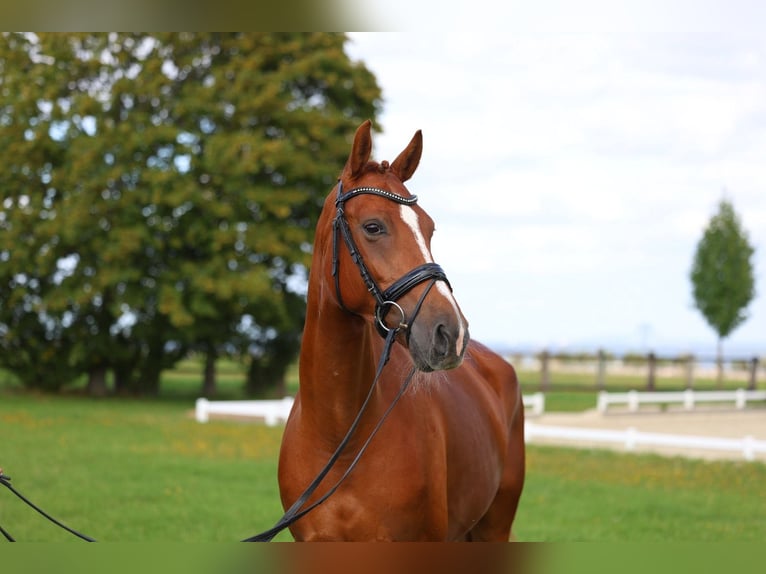 German Sport Horse Mare 5 years 16.1 hh Chestnut-Red in Priestewitz