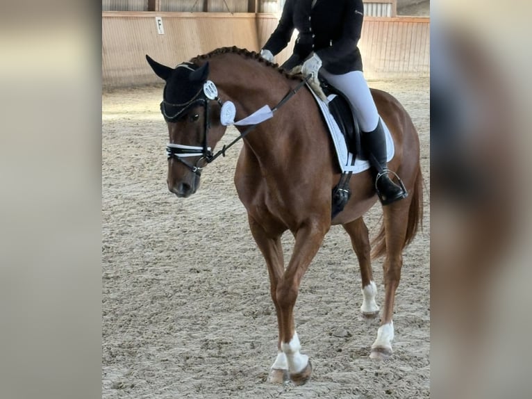 German Sport Horse Mare 5 years 16.1 hh Chestnut-Red in Westerheim