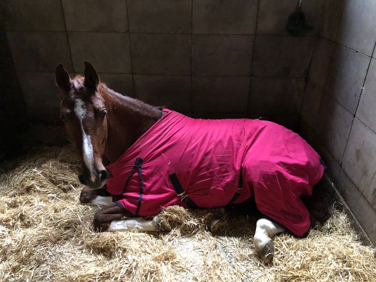 German Sport Horse Mare 5 years 16.1 hh Chestnut-Red in Eppingen