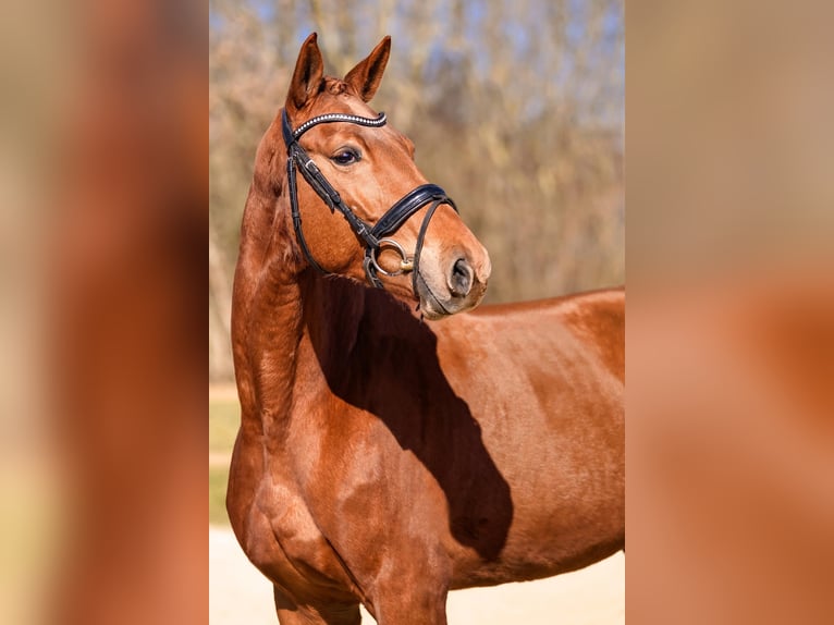 German Sport Horse Mare 5 years 16,1 hh Chestnut-Red in Riedstadt